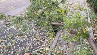 Дърво падна на централен булевард в Димитровград. Причината