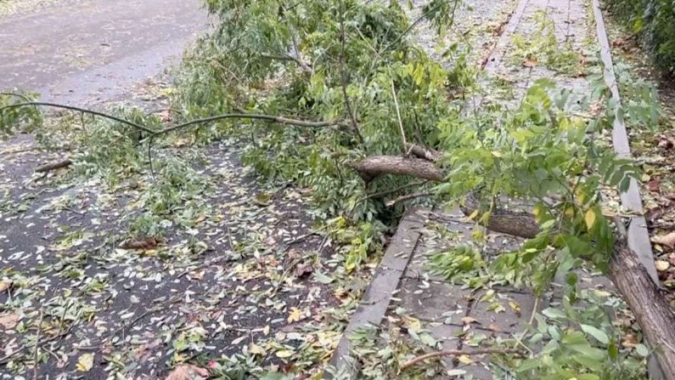 Дърво падна на централен булевард в Димитровград. Причината | StandartNews.com