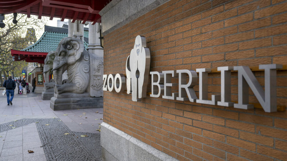 Чудо! Зоопаркът в Берлин се преобрази | StandartNews.com