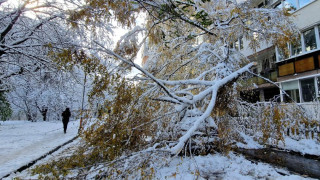 Защо снегът изпочупи дърветата? Невероятна причина