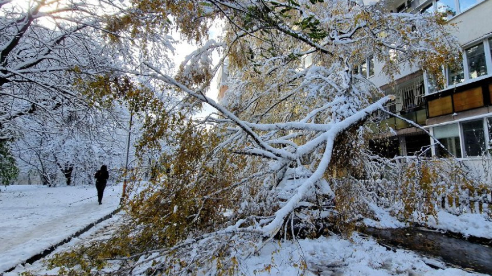 Защо снегът изпочупи дърветата? Невероятна причина | StandartNews.com
