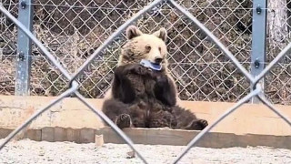 Български мечок влезе в новините! Сви мобилен телефон