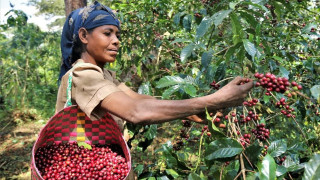 Европа забравя за африканското кафе, ето я причината