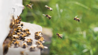 Реалната заплаха за медоносните пчели в България