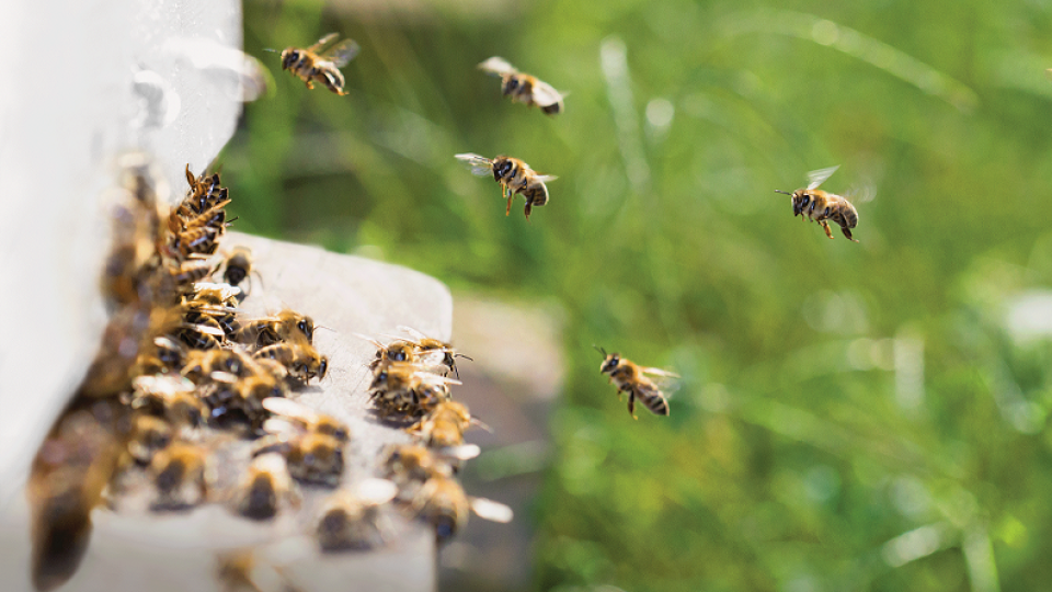 Реалната заплаха за медоносните пчели в България | StandartNews.com
