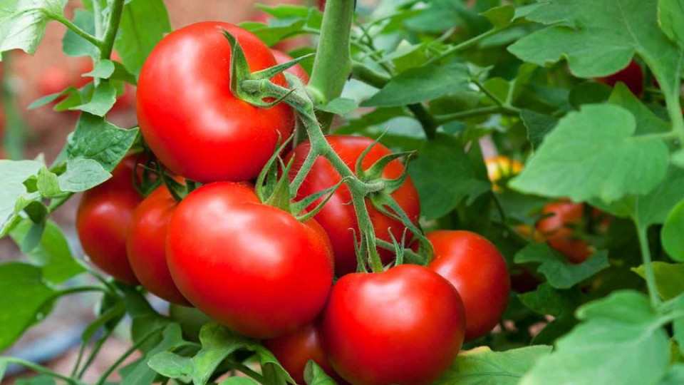Специалист посочи колко точно вредни може да са доматите | StandartNews.com