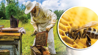 Само във вестник СТАНДАРТ: Пчелари бият тревога  за ниски цени на меда