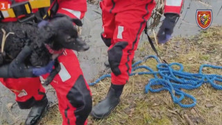 Мил жест. Пожарникари спасиха куче в Чехия