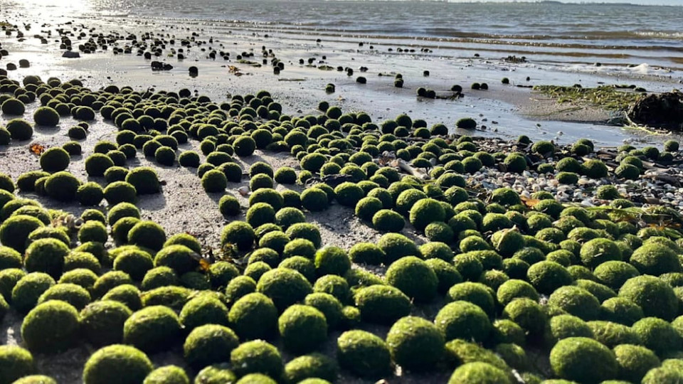 Мистерия. Зелени топки изплуваха на плаж | StandartNews.com