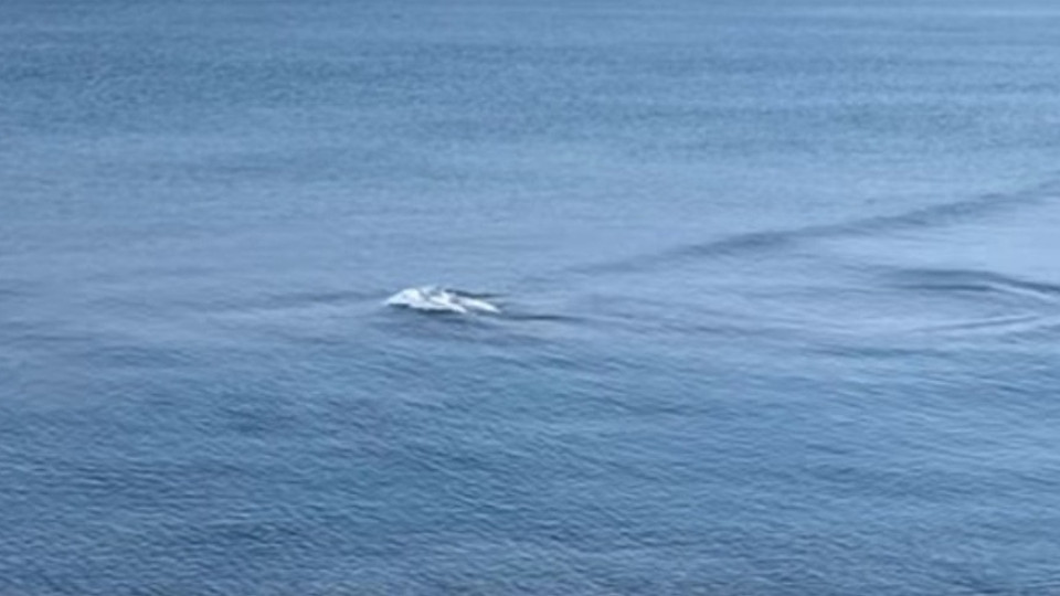 Феномен! Разкриха нещо странно в морето край Созопол | StandartNews.com