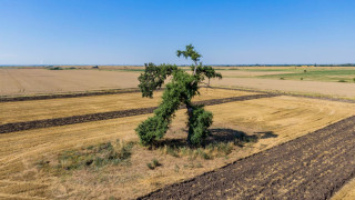 Осакатиха вековно дърво на АМ Тракия! Хората са вбесени