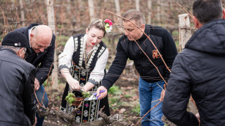 Лозаро-винарският бранш заряза ритуално лозите в Поморие