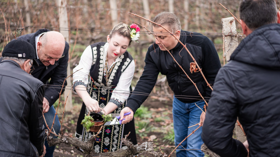 Лозаро-винарският бранш заряза ритуално лозите в Поморие | StandartNews.com