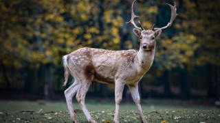 Ловци затреляха благородно животно