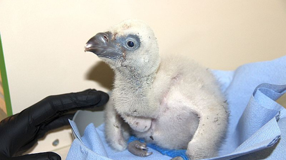 За първи път в историята на Зоопарка в Стара Загора се излюпи белоглаво лешоядче | StandartNews.com