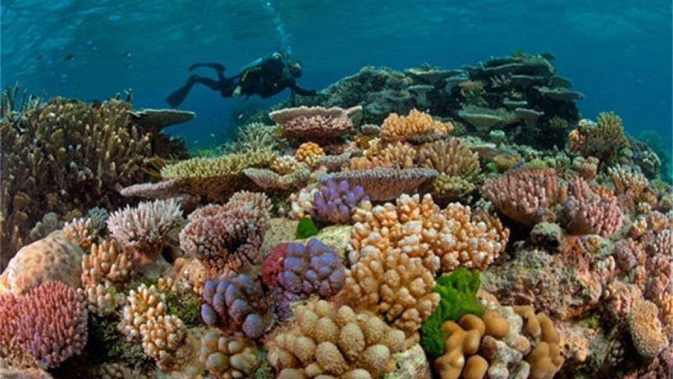 Голяма заплаха за морското дъно заради глобалното затопляне | StandartNews.com