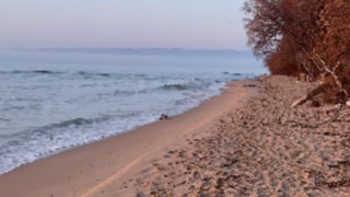 Смут! Странно създание броди из плаж във Варна