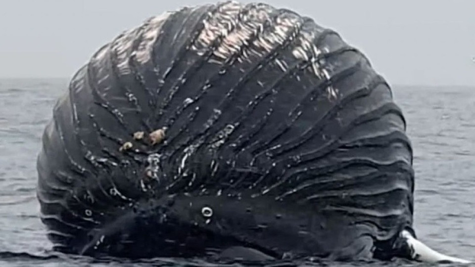 Невиждано! Огромно подуто чудовище в морето | StandartNews.com