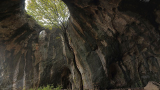 Пещерата с дървото изуми туристи. Крие удивителни чудеса
