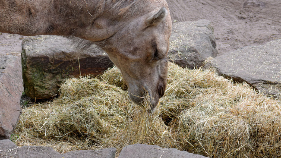 Наши фермери хранят камилите на шейховете | StandartNews.com
