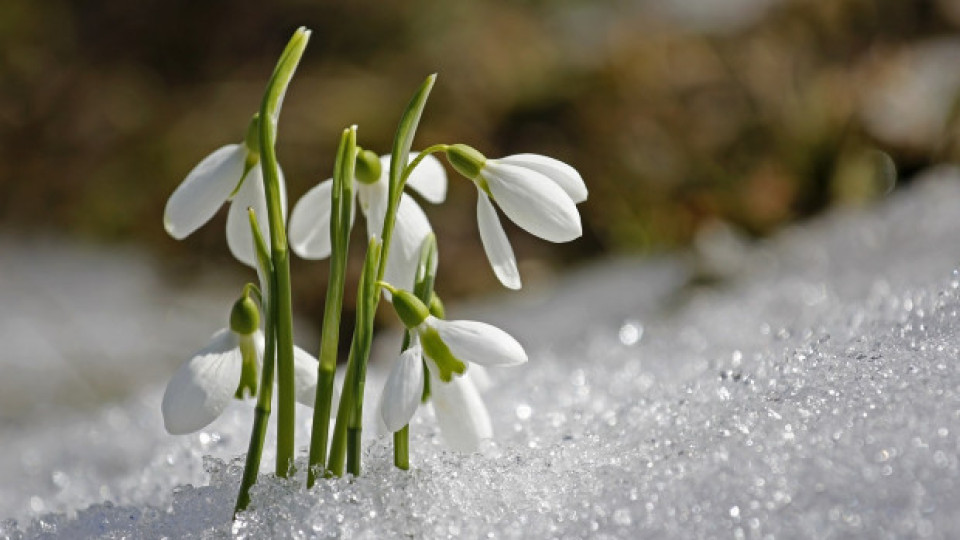 Българин спаси хиляди животи с това пролетно цвете | StandartNews.com