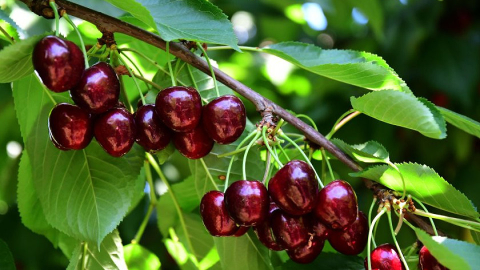 Заплаха за реколтата от череши! Ще ядем ли български плодове | StandartNews.com