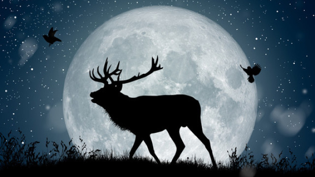La lune du cerf change la vie de 4 signes du zodiaque. Ils conquièrent le monde La lune du cerf change la vie de 4 signes du zodiaque. Ils conquièrent le monde