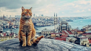 Защо котките са на особена почит в Истанбул?