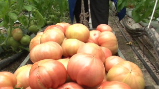 Търговски номера! Стана ясно как доматът поскъпва 5 пъти у нас