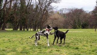 Grand Pets – първият бутиков хотел за домашни любимци в района на Банско и село Баня