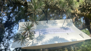 Целият лесопарк “Тюлбе” обхванат от мярка срещу боровата процесионка