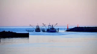 Шок! Откриха опасен хищник в Черно море