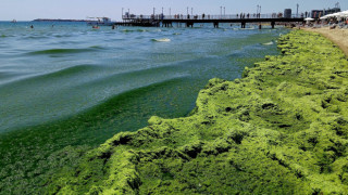 Уникални снимки от морето събраха очите на хората