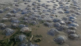 Напаст на нашето море. Не изпадайте в паника!