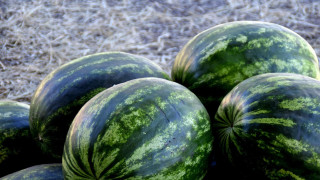 10 съвета как да познаете вкусната диня