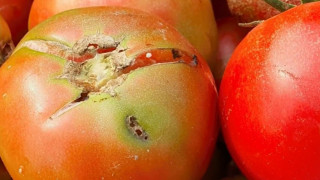 Страшна напаст атакува още една любима храна на българите