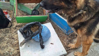 Кучето Бим откри канабис в кошери