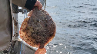 Чудо в морето. Рибарите ликуват