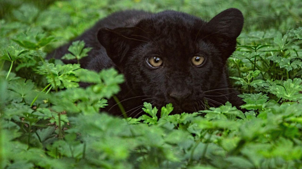 Нова драма с черния леопард! Спаси ли се | StandartNews.com