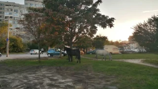 Коне пасат на поляни в София, на метри от булеварда