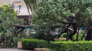 Разкритие от зам.-кмет след трагедията с дърво в Пловдив