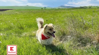 Отбелязваме Деня на кучето с подкрепа за стотици животни