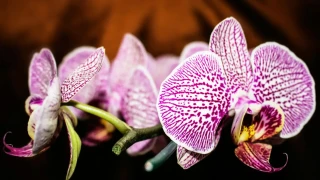5 грешки при поливането, заради които орхидеите не цъфтят