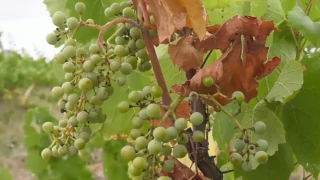 Лозари и винари с лоша новина за тазгодишната реколта