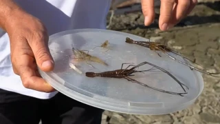 Неочакван нашественик в Дунав хвърли рибарите в паника