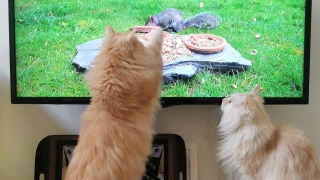 Какво виждат котките в телевизора? Обяснение от ветеринар