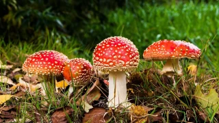 Гъбите предсказват бъдещето! Вижте какви са знаците