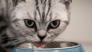 Защо котките отмъкват храна? Ветеринарен лекар обясни