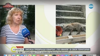 Сериозна напаст в софийски квартал