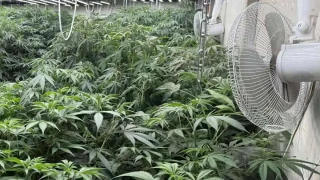 Решават съдбата на прокурорския син, заловен с  марихуана
